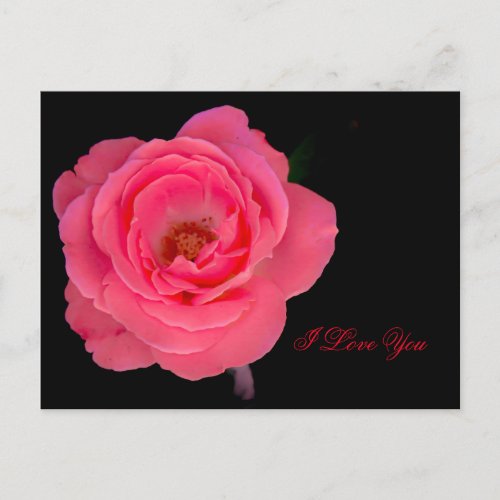 Pink rose blossom on black background postcard