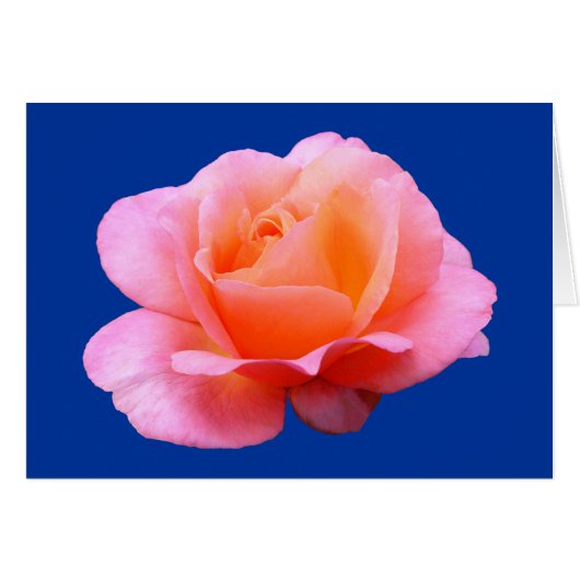 Pink Rose - Blue Cards (Front Horizontal)