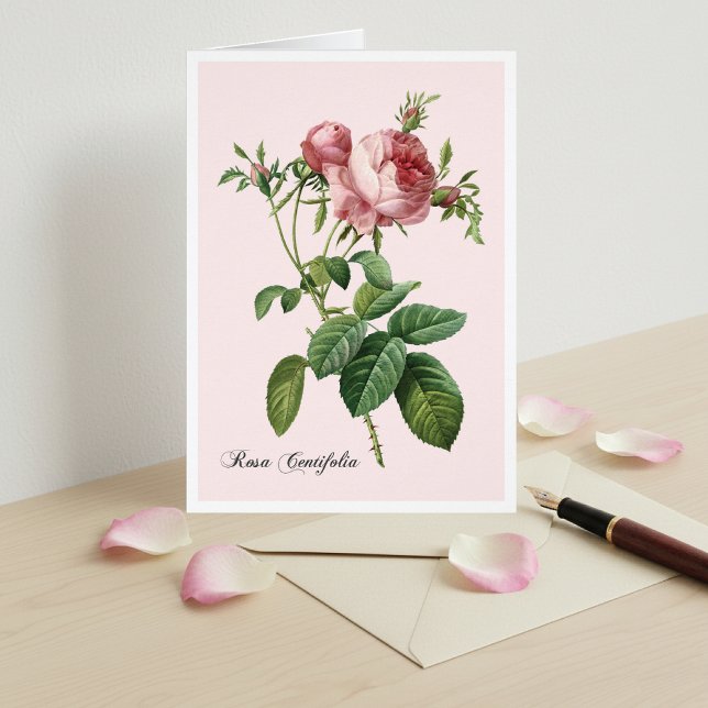 Pink Rose Botanical Art Note Card (Creator Uploaded)