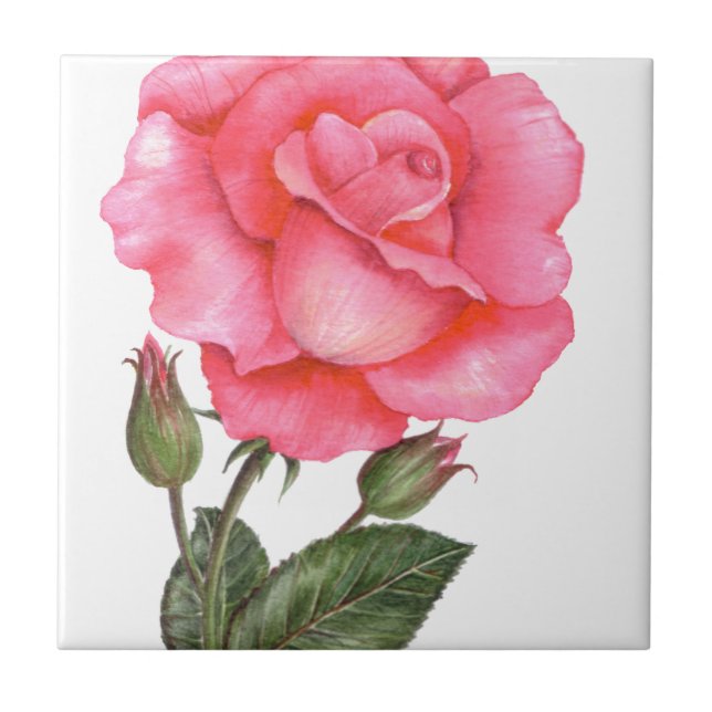Pink Rose Botanical Illustration Ceramic Tile (Front)