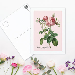 Pink Rose Botanical Redoute Postcard