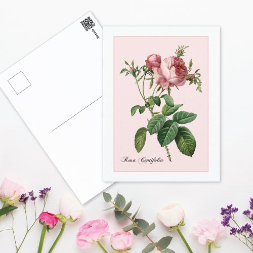 Pink Rose Botanical Redoute Postcard