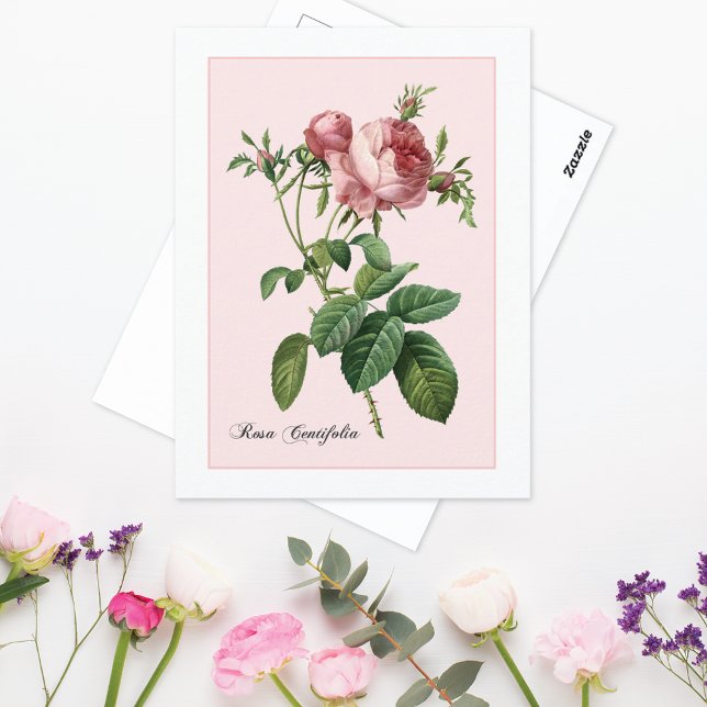 Pink Rose Botanical Redoute Postcard (Creator Uploaded)