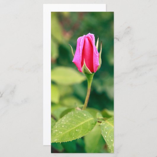 Pink rose bud (Front/Back)