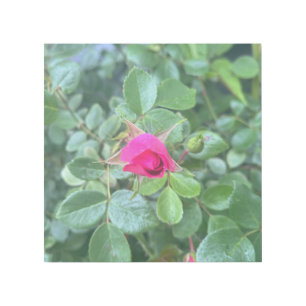 Pink Rose Bud Gallery Wrap