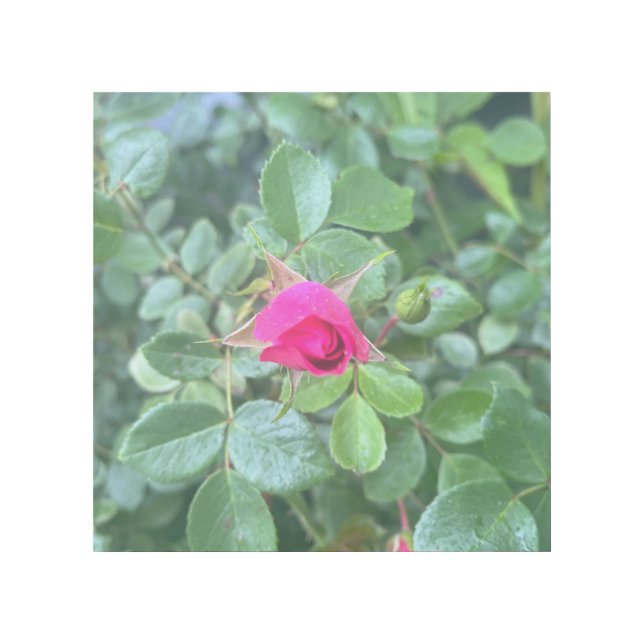Pink Rose Bud Gallery Wrap (Front)