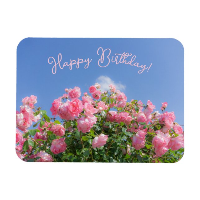 Pink rose bush under blue sky, custom  magnet (Horizontal)
