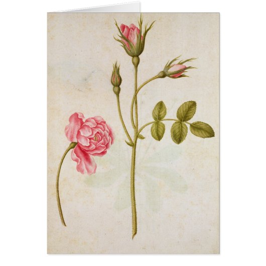Pink Rose, c.1568 Cards (Front)