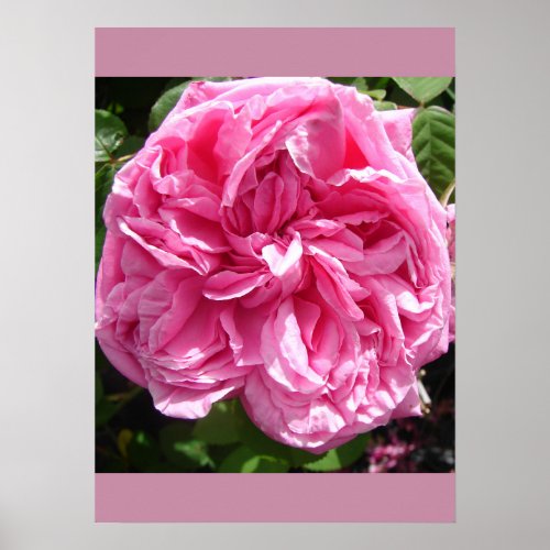 Pink Rose Cabbage Flower Garden Poster