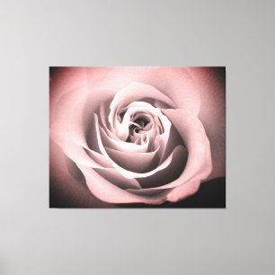 Pink Rose Canvas Print