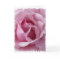 Pink Rose