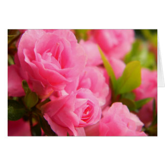 Pink Rose Card