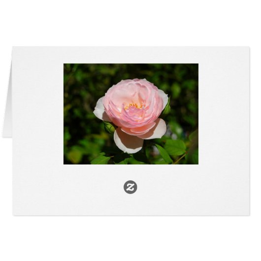 Pink Rose Card (Back Horizontal)