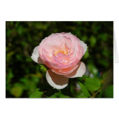 Pink Rose Card (Front Horizontal)