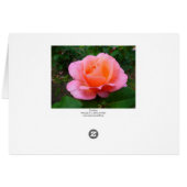 Pink Rose Cards (Back Horizontal)