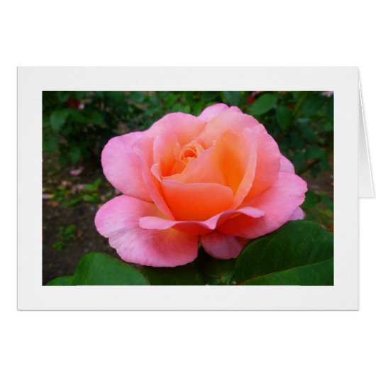 Pink Rose Cards (Front Horizontal)