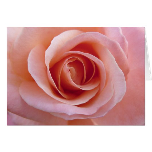 Pink Rose Cards (Front Horizontal)