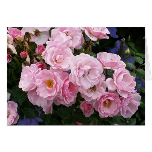 Pink Rose Cards (Front Horizontal)