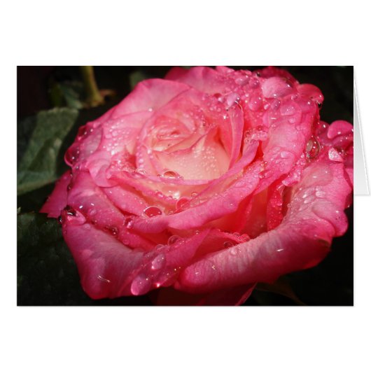 Pink Rose Cards (Front Horizontal)
