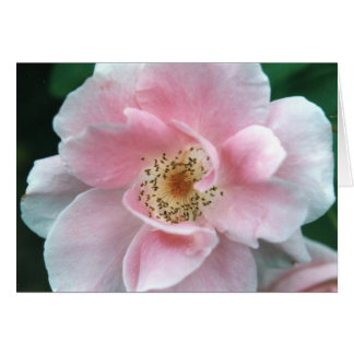 Pink Rose Cards