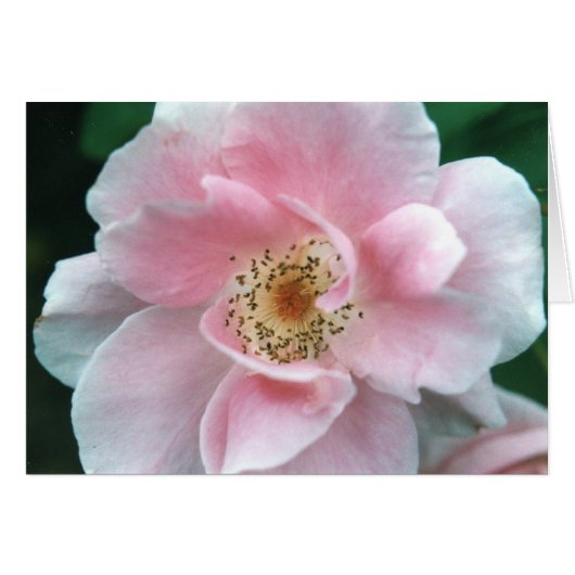 Pink Rose Cards (Front Horizontal)