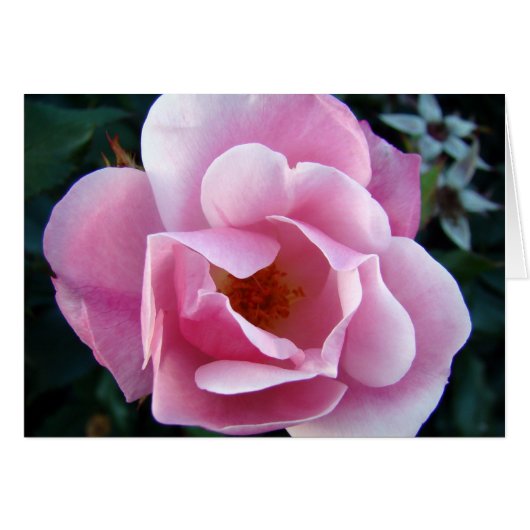 Pink Rose Cards (Front Horizontal)