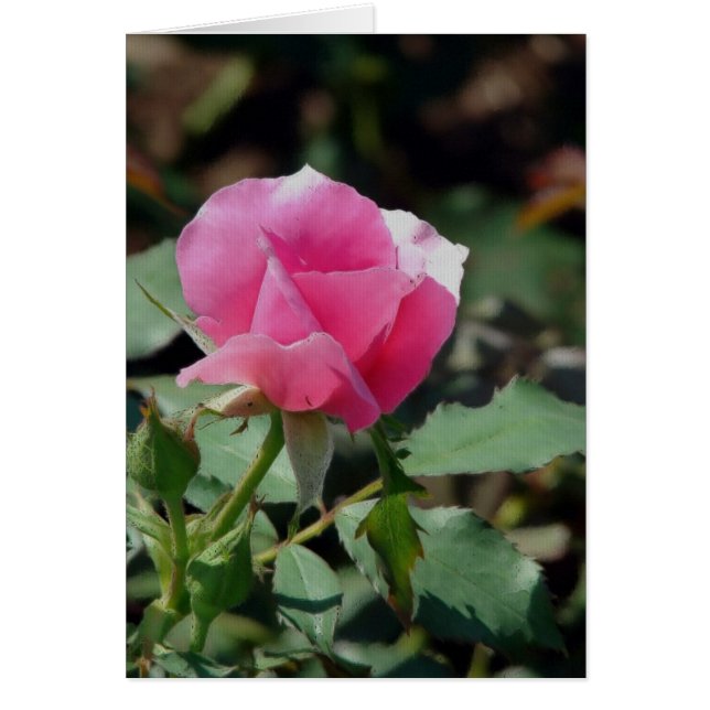 Pink Rose Cards (Front)