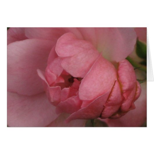 Pink Rose Cards (Front Horizontal)