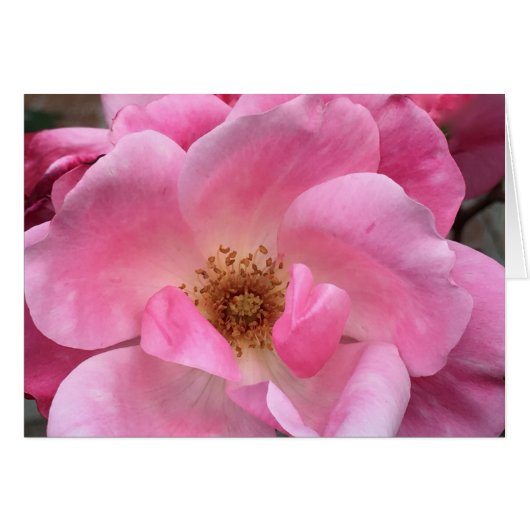 Pink Rose Cards (Front Horizontal)