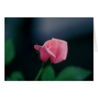 pink rose cards
