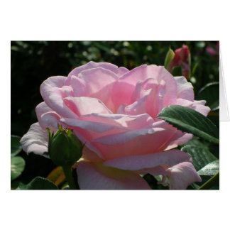 Pink Rose Cards