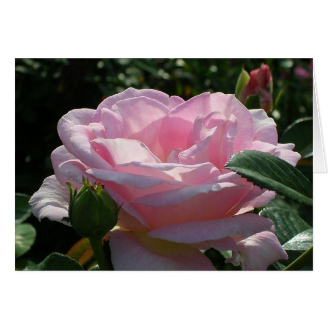Pink Rose Cards (Front Horizontal)