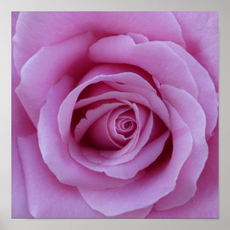 Pink Rose Center Poster