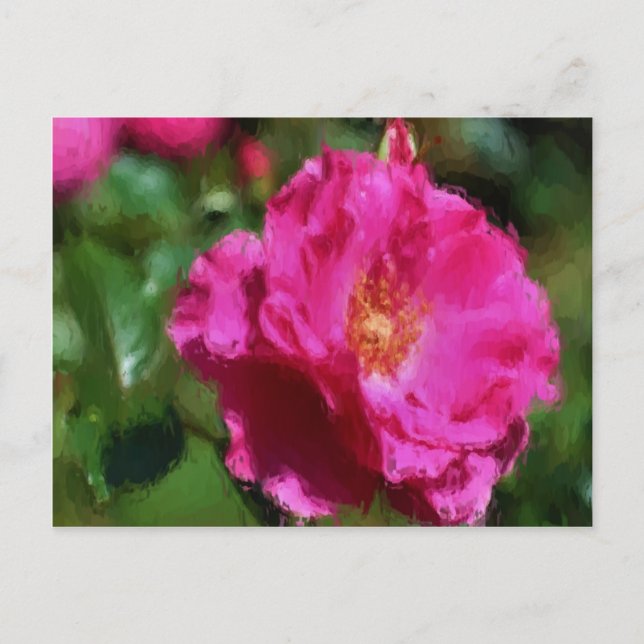 Pink Rose Chalk Drawing Floral Postcard (Front)