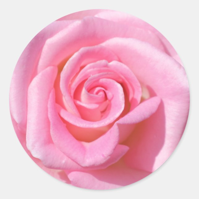 Pink Rose Circle Stickers (Front)