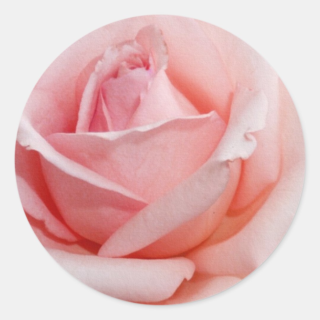 Pink Rose Classic Round Sticker | Zazzle