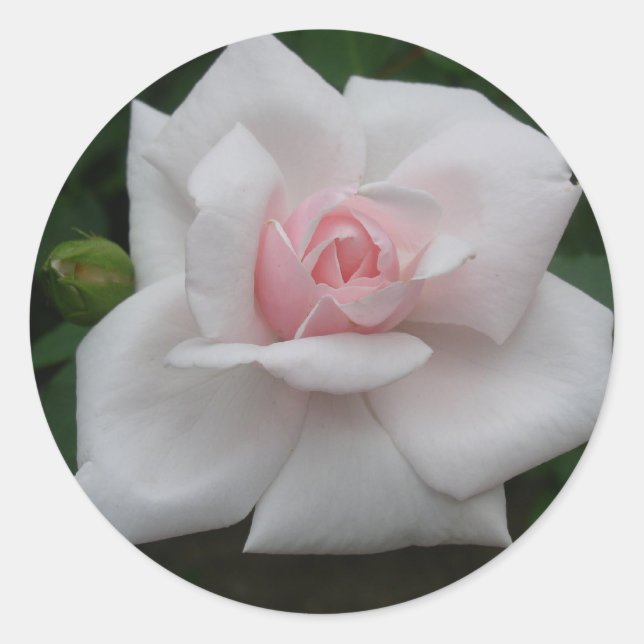 Pink rose classic round sticker (Front)