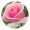 Pink Rose