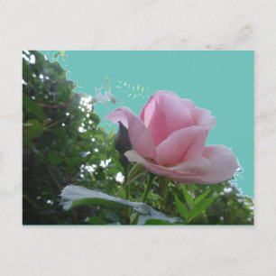 Pink Rose Close Up DIY Postcard
