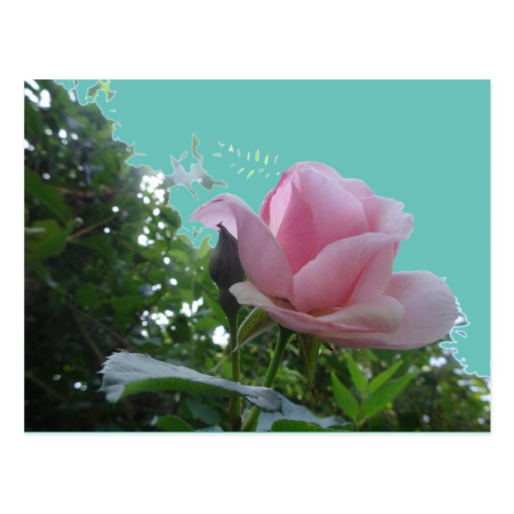 Pink Rose Close Up DIY Postcard