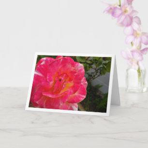 Pink Rose Close-up Portrait Card