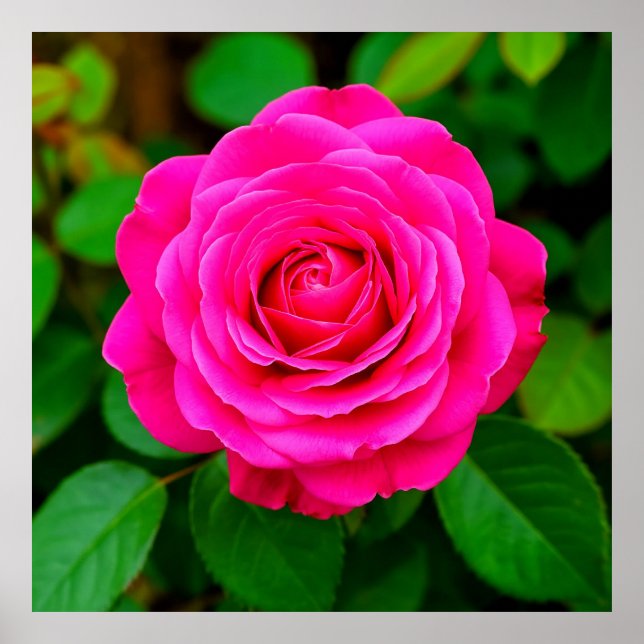 Pink Rose Close-Up Romantic Floral Wall Art Print (Front)