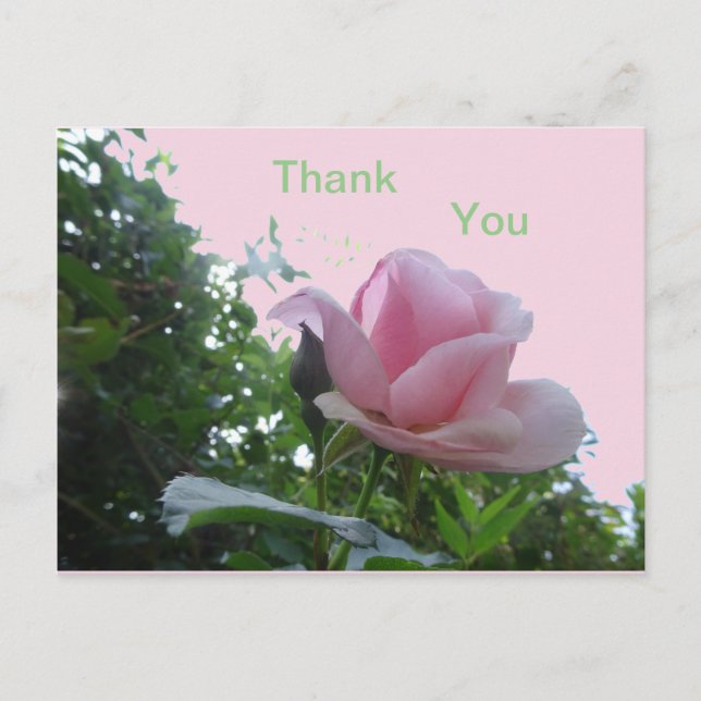 Pink Rose Close Up Thank You Postcard (Front)