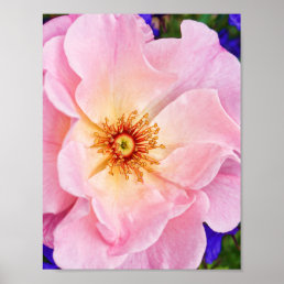 Pink Rose Country Floral Poster