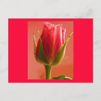 Pink Rose Delight II Postcard - Customizable