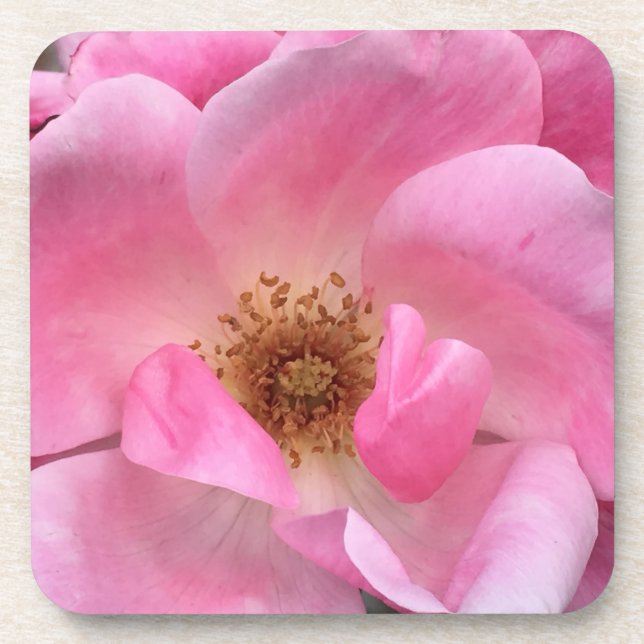 Pink Rose Drink Coaster (Front)