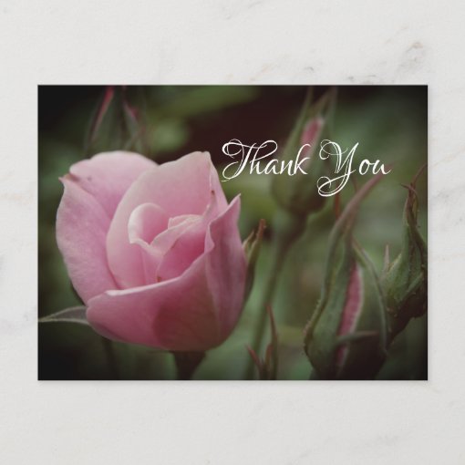 Pink Rose Elegant Thank You Cards | Zazzle