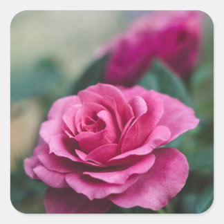 Pink Rose Envelope Seals Favor Stickers
