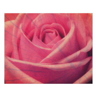 Pink Rose Faux Wrapped Canvas Print