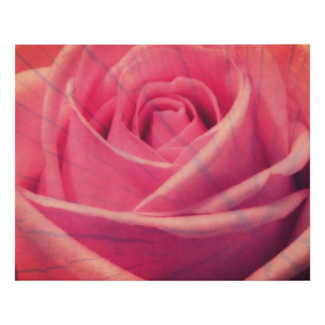 Pink Rose Faux Wrapped Canvas Print (Front)